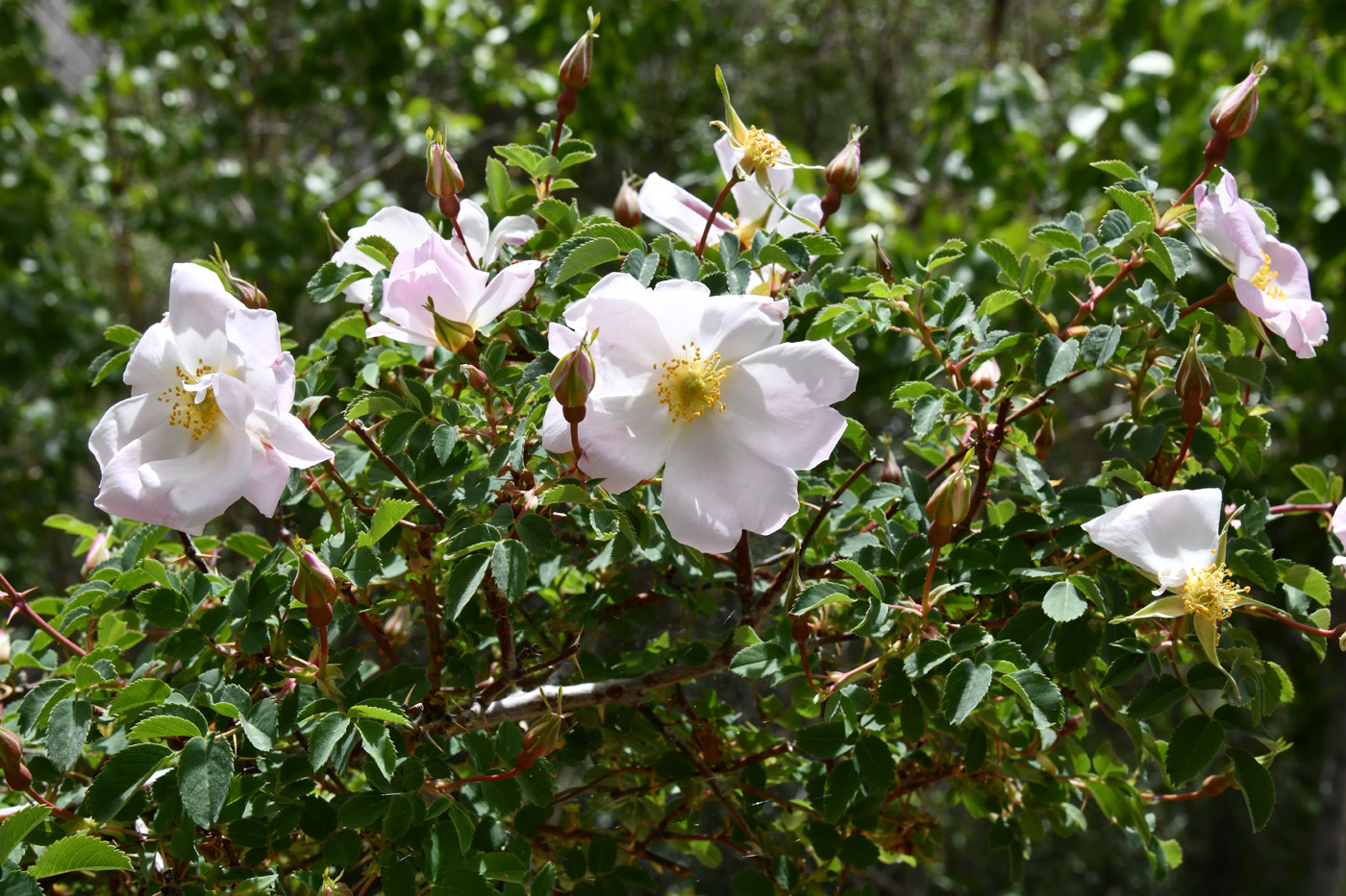 Image of genus Rosa specimen.