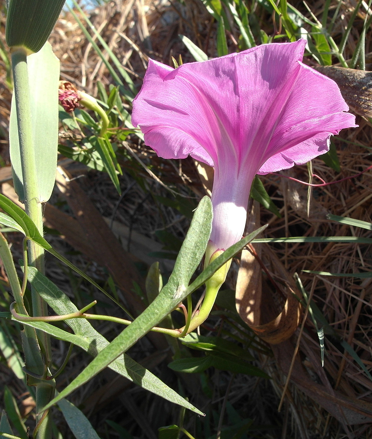 Image of genus Ipomoea specimen.