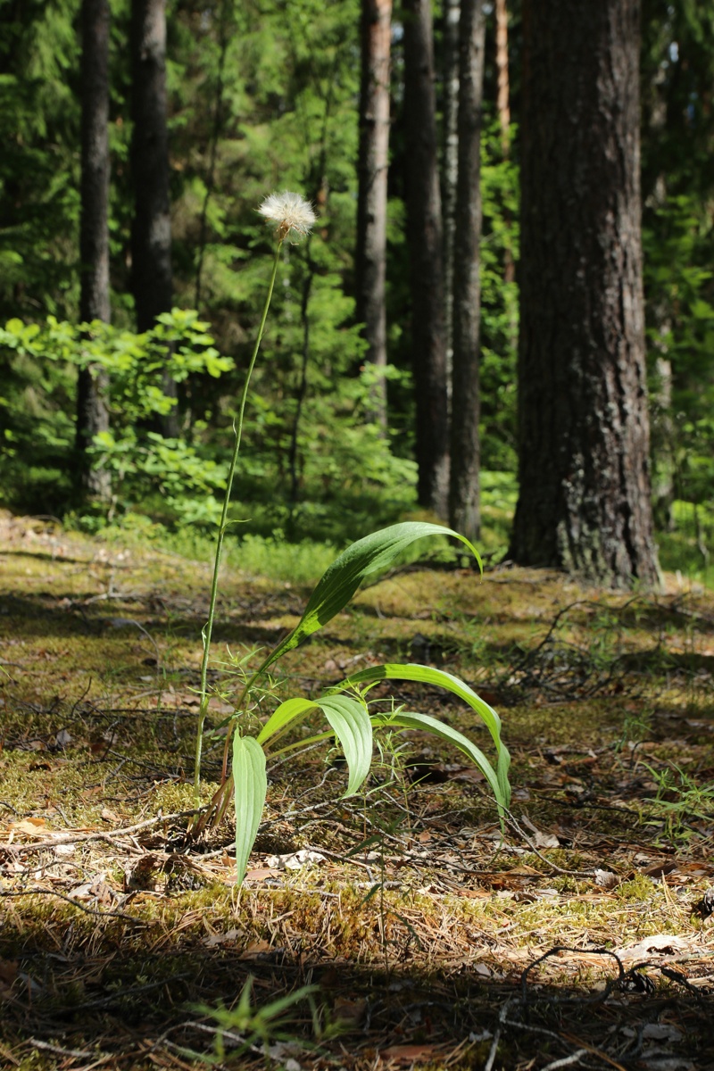 Image of Scorzonera humilis specimen.