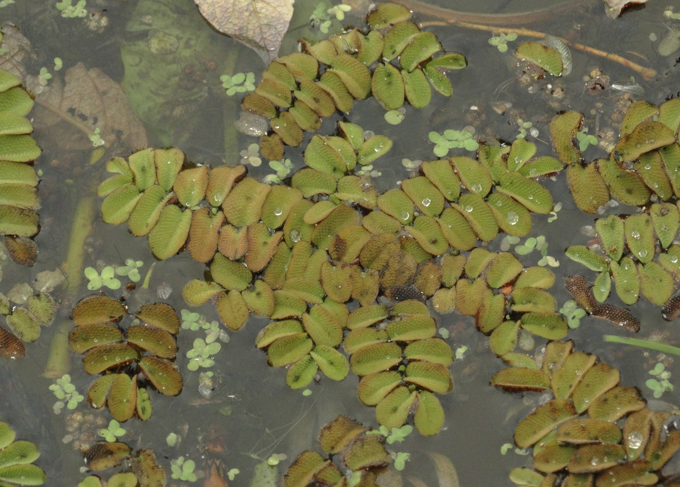 Image of Salvinia natans specimen.