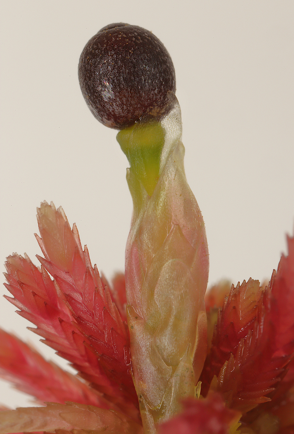 Image of genus Sphagnum specimen.