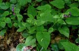 Pulmonaria obscura. Цветущее растение в сообществе с Asarum europaeum. Брянская обл., г. Брянск, долина р. Десна, широколиственный лес. 02.05.2024.