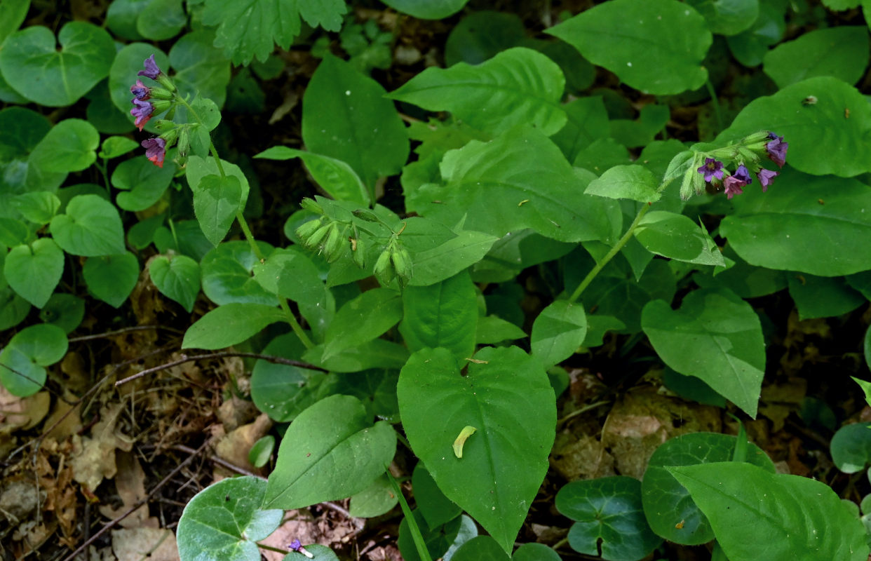 Image of Pulmonaria obscura specimen.