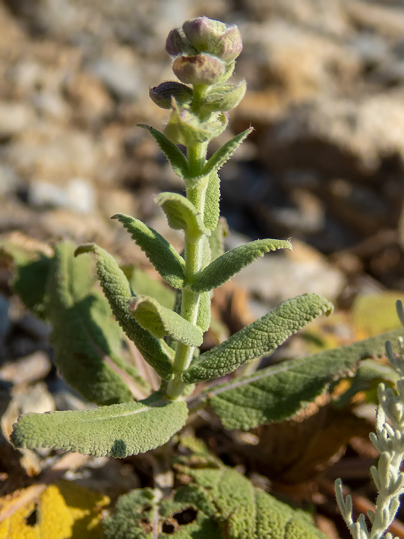 Изображение особи Salvia tesquicola.