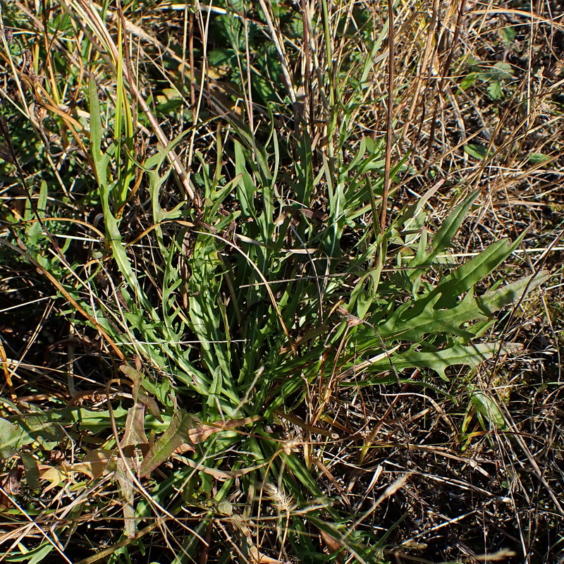 Image of Scorzoneroides autumnalis specimen.