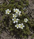 Minuartia imbricata