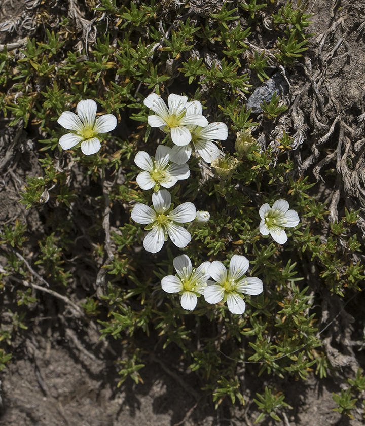 Image of genus Minuartia specimen.