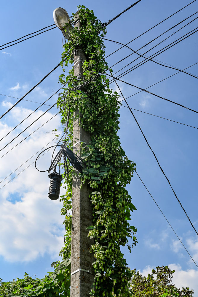 Изображение особи Humulus lupulus.