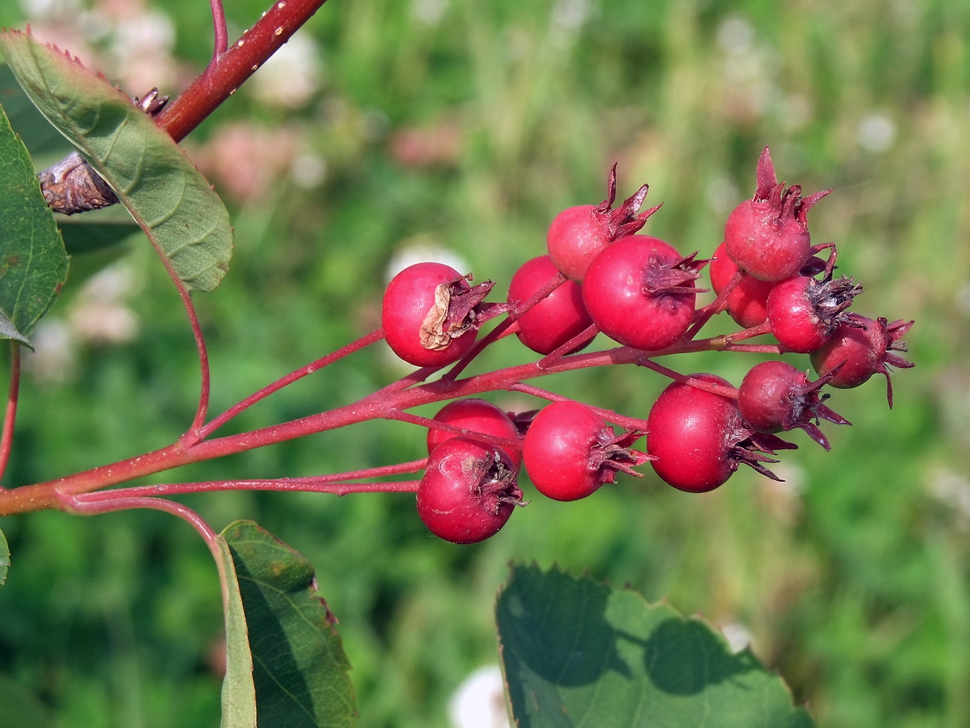 Image of Amelanchier spicata specimen.