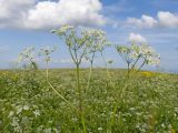 Anthriscus sylvestris. Верхушка цветущего и плодоносящего растения. Карачаево-Черкесия, Зеленчукский р-н, гора Джисса, ≈ 1600 м н.у.м., субальпийский луг. 14.06.2024.