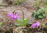 Primula cuneifolia