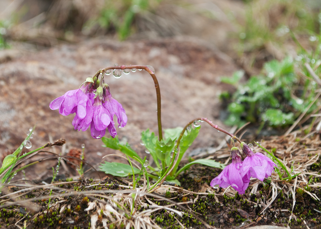 Image of Primula cuneifolia specimen.