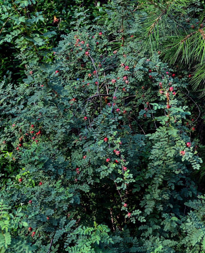 Image of genus Rosa specimen.