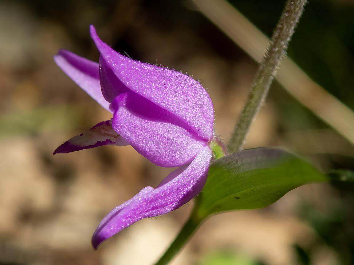 Изображение особи Cephalanthera rubra.