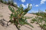 Astragalus rubtzovii