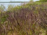 genus Calamagrostis