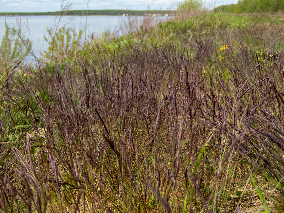 Image of familia Poaceae specimen.