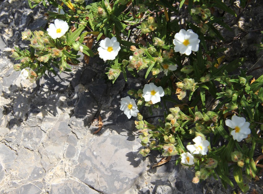 Image of Cistus monspeliensis specimen.