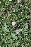 View full-size image Trifolium ambiguum