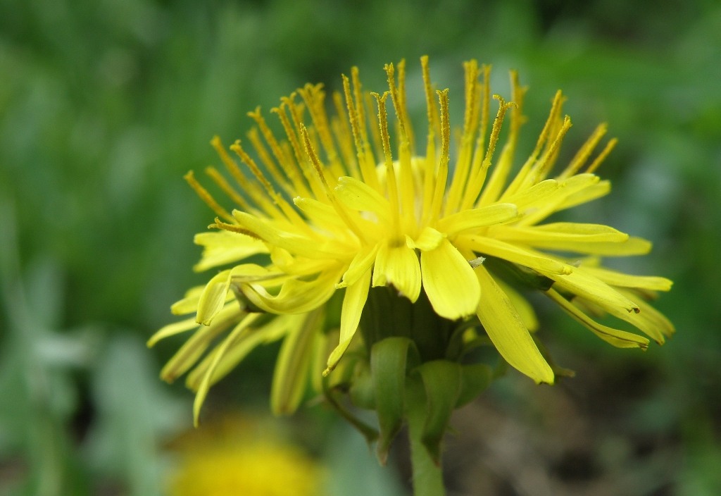 Изображение особи род Taraxacum.