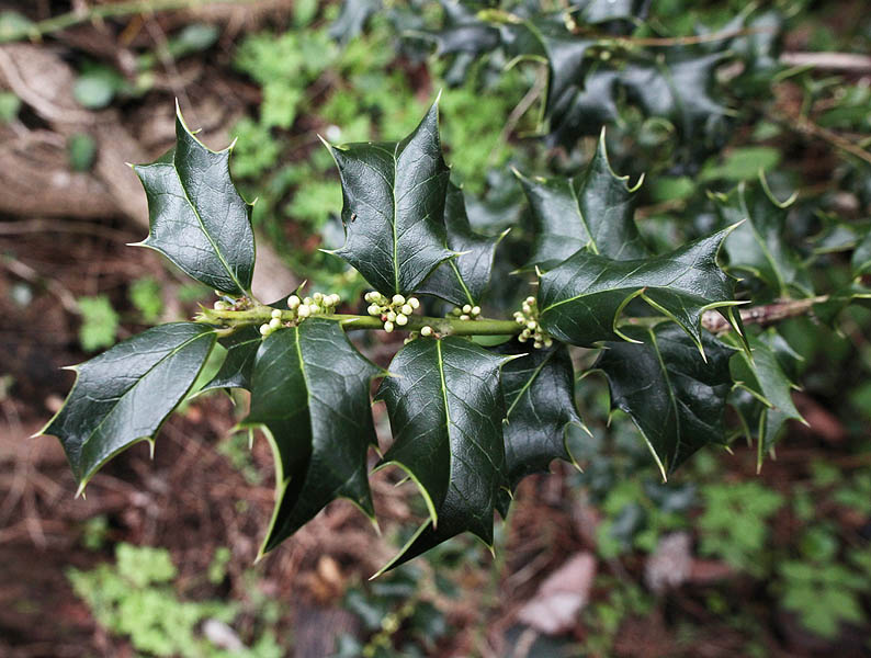 Image of Ilex colchica specimen.