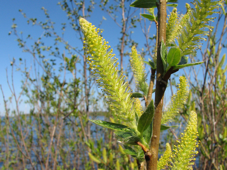 Изображение особи Salix triandra.