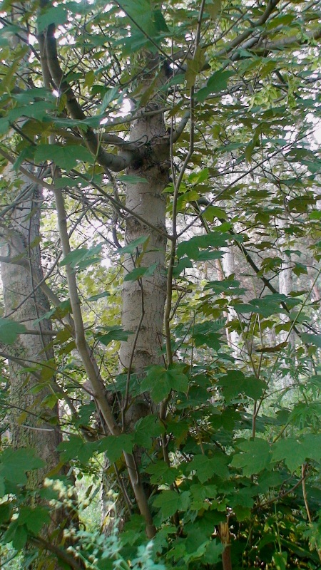 Image of Acer pseudoplatanus specimen.