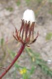 Crepis rhoeadifolia. Верхушка побега с соплодием. Крым, Сакский р-н, песчаный пляж между Поповкой и Штормовым. 18 июля 2011 г.