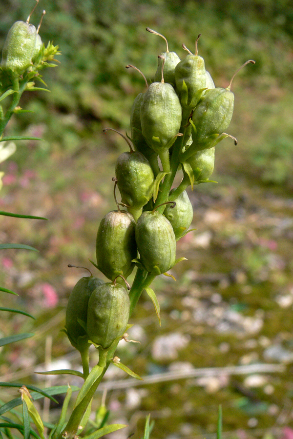 Image of Linaria vulgaris specimen.