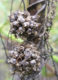 Cuscuta europaea