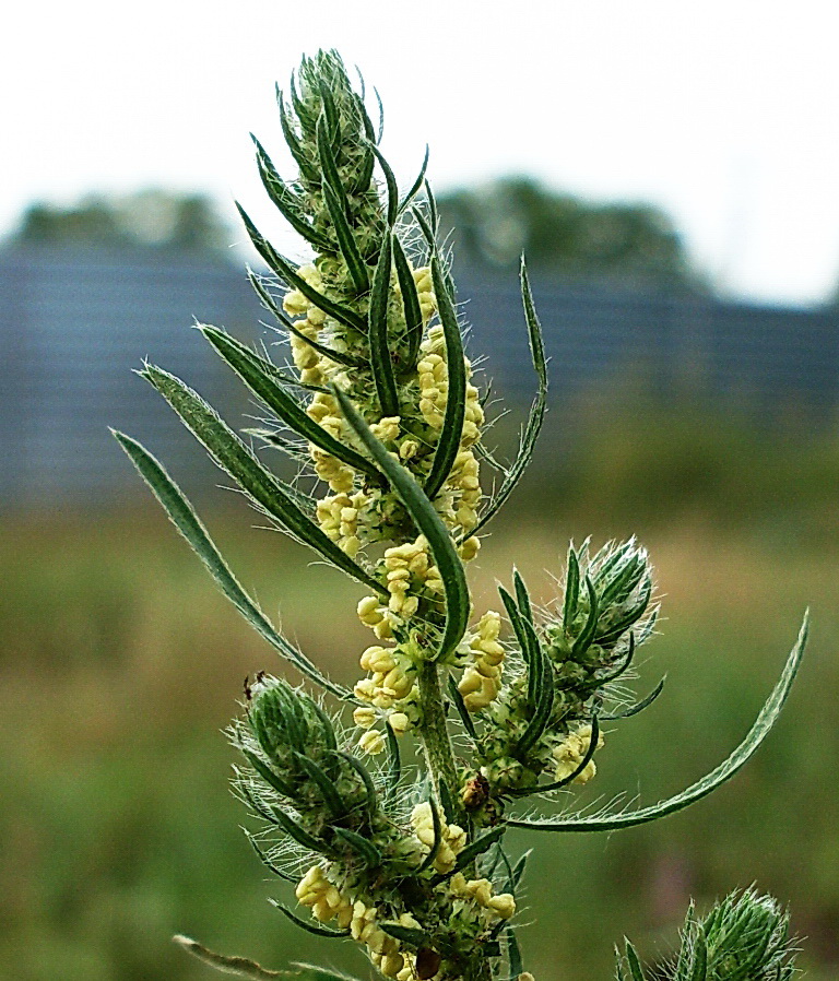 Image of Bassia scoparia f. trichophylla specimen.