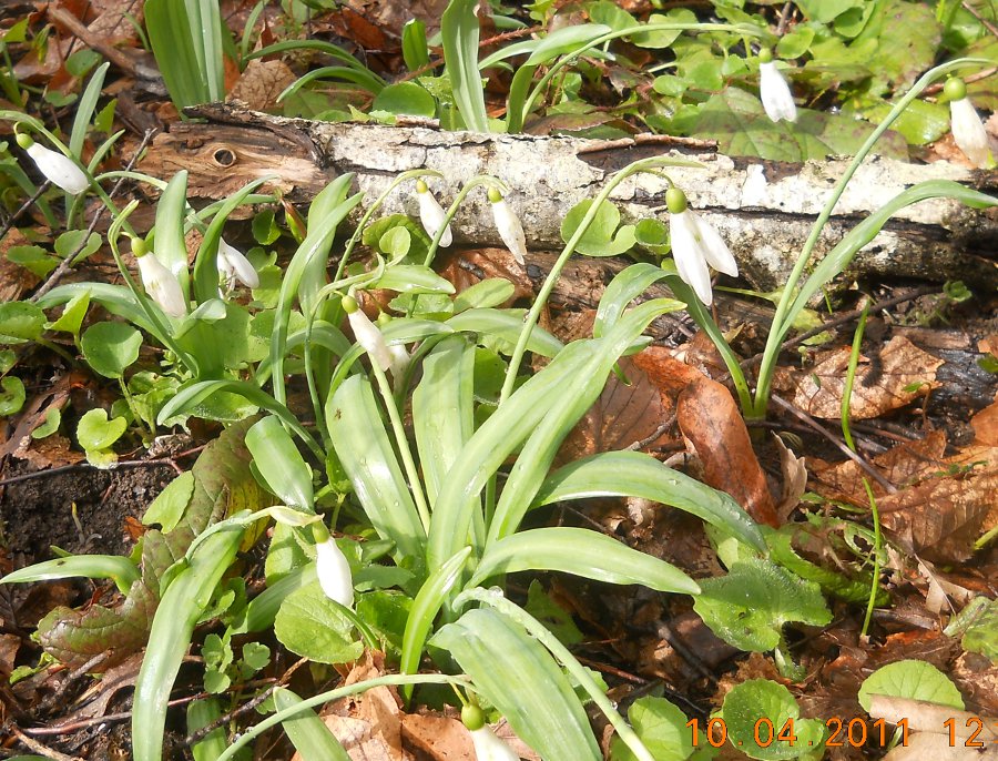 Изображение особи Galanthus plicatus.