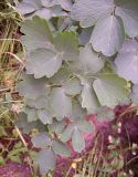 Thalictrum aquilegiifolium