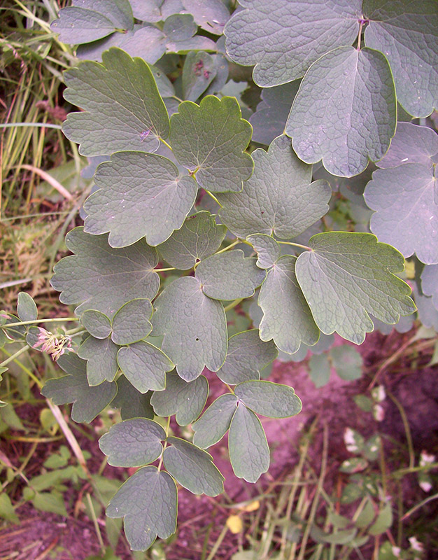 Image of Thalictrum aquilegiifolium specimen.