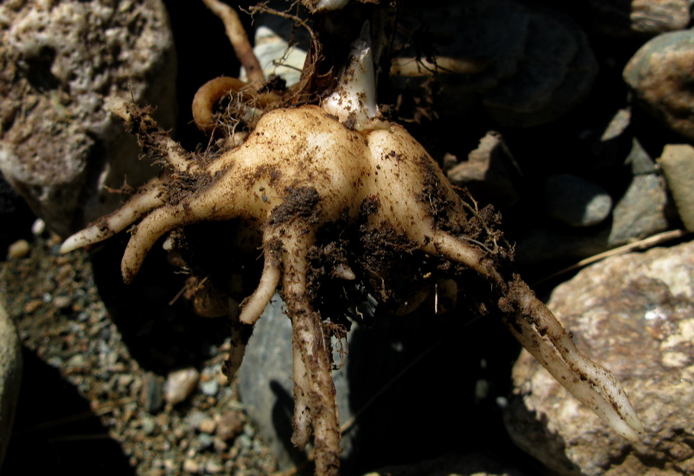 Image of Dactylorhiza fuchsii specimen.