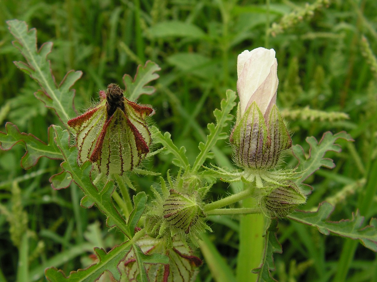 Image of Hibiscus trionum specimen.