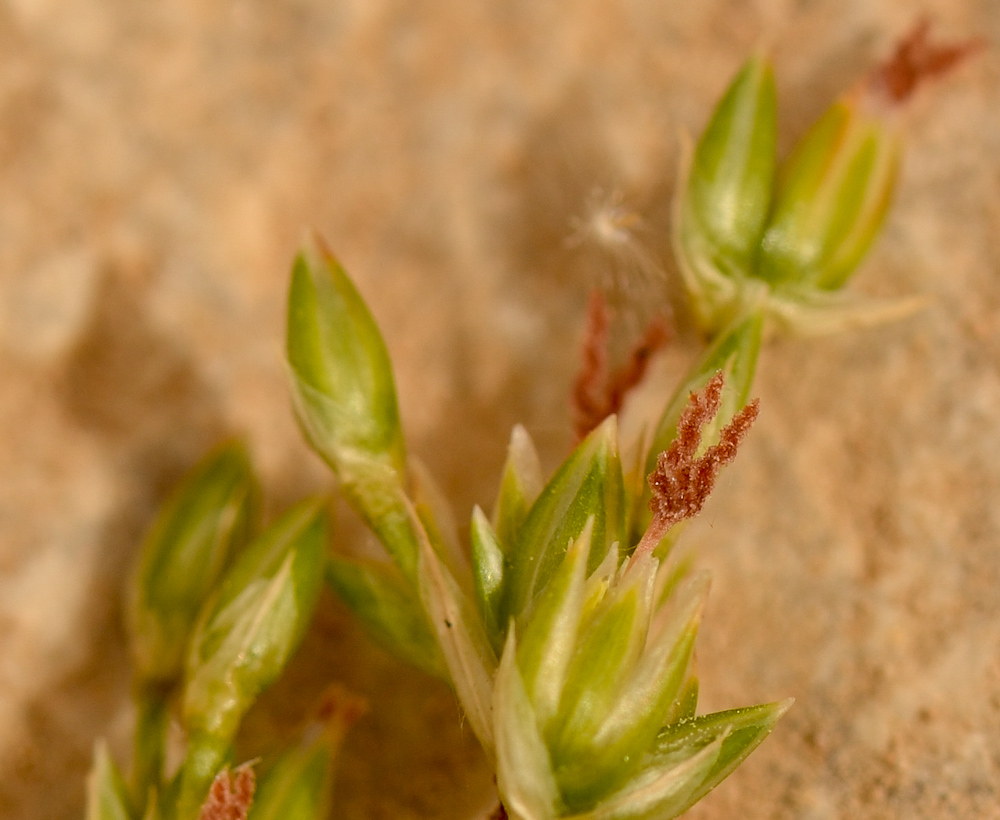 Image of Juncus arabicus specimen.