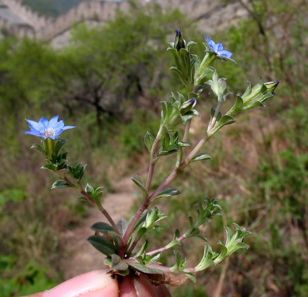 Image of Gentiana squarrosa specimen.