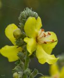 Verbascum lychnitis