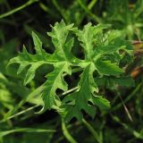 Heracleum sibiricum