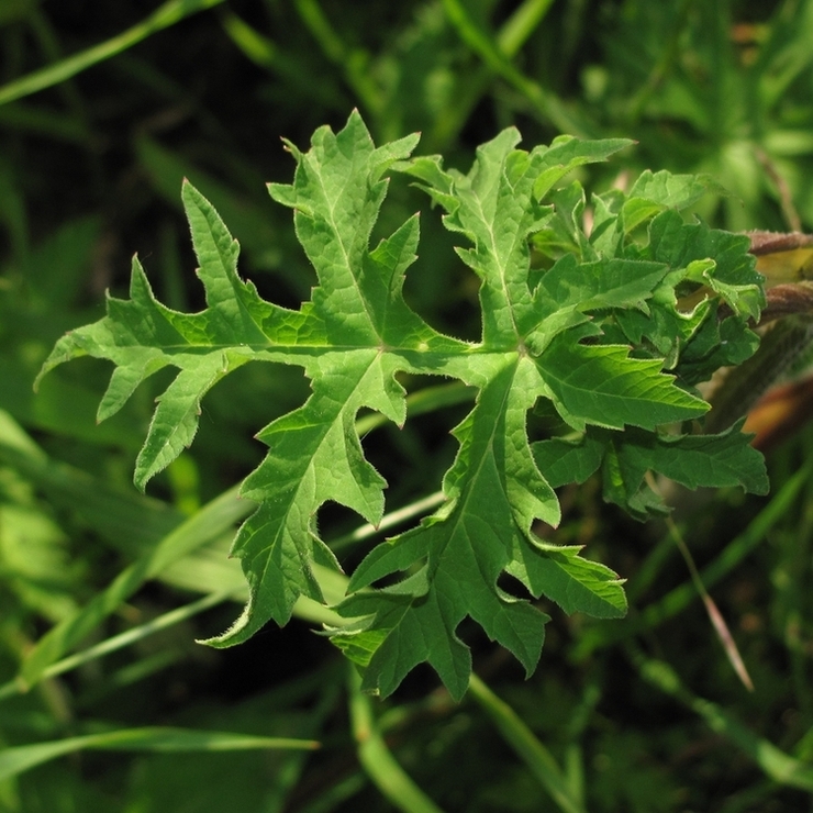 Image of Heracleum sibiricum specimen.