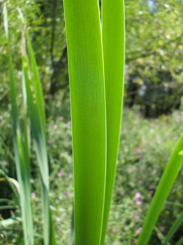 Image of Typha intermedia specimen.