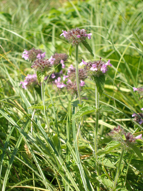 Image of Clinopodium vulgare specimen.