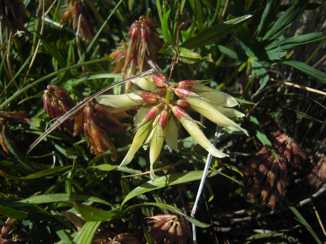 Изображение особи Trifolium polyphyllum.