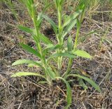 Erigeron acris