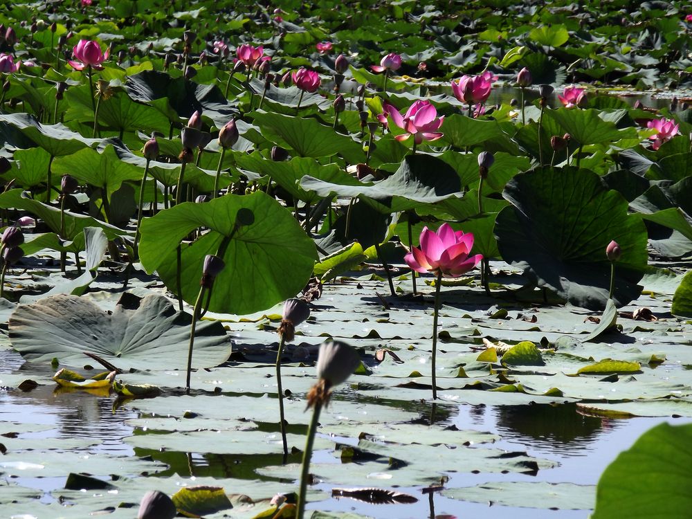 Image of Nelumbo komarovii specimen.