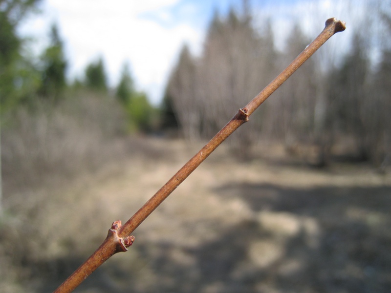 Image of Acer ginnala specimen.