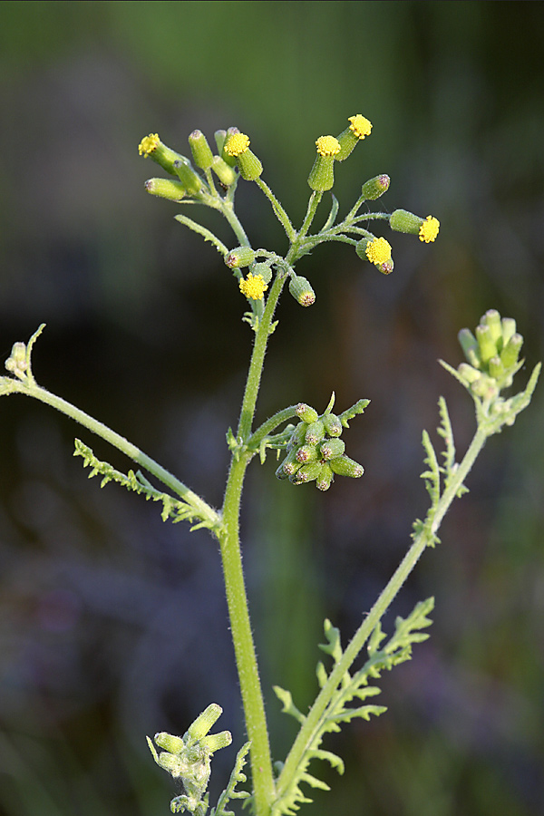 Image of Senecio sylvaticus specimen.