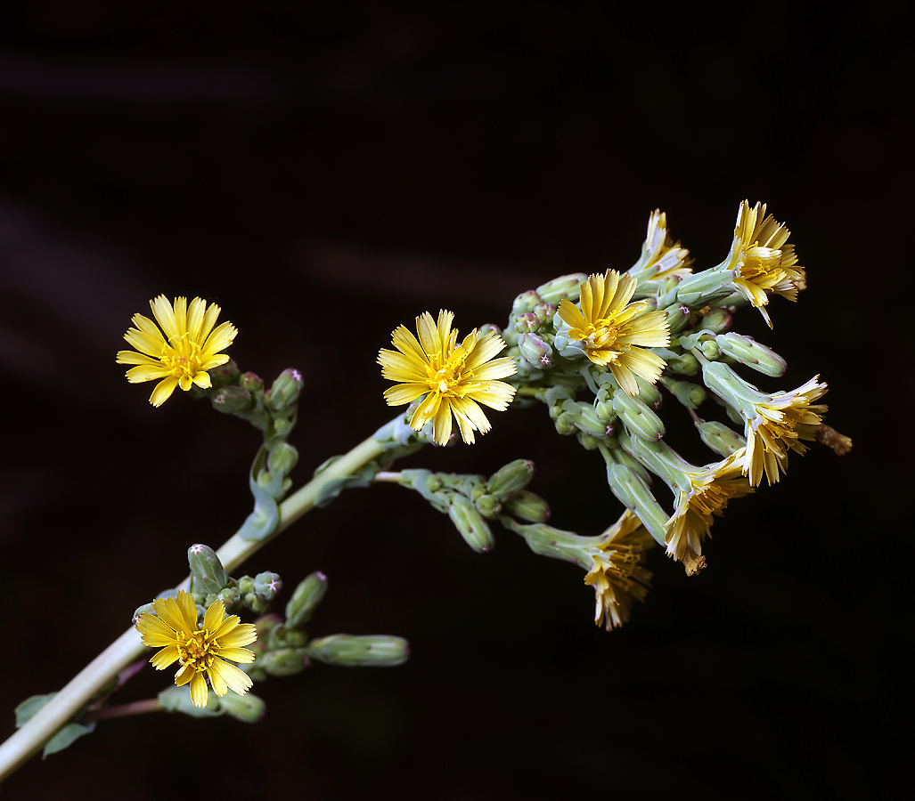 Image of Lactuca serriola specimen.