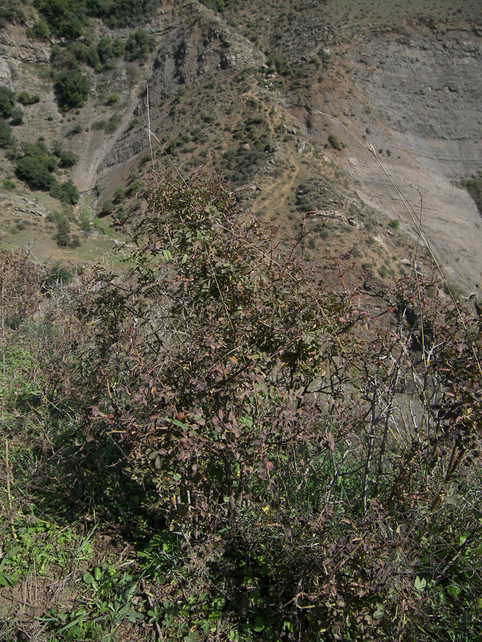 Image of Rosa pulverulenta specimen.